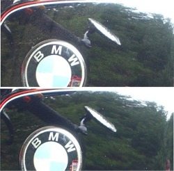 Fuel tank with Turtle Wax