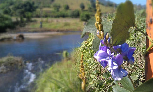 Flowers Crossing River