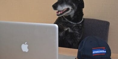 MotorbikeWriter staff dog mum