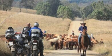 roadkill cattle