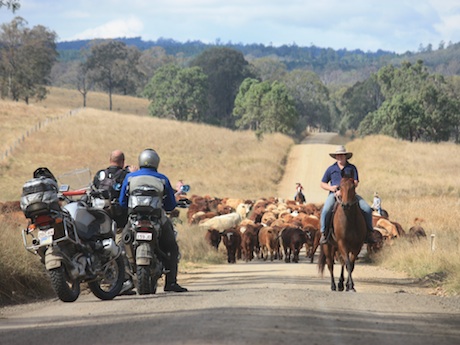 roadkill cattle