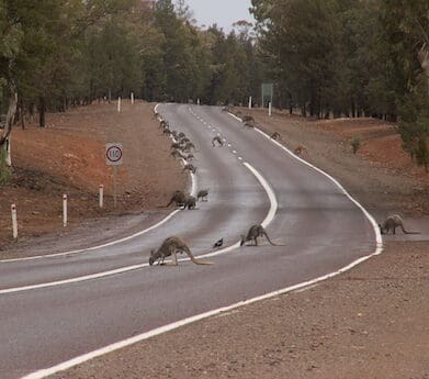 roadkill doctor