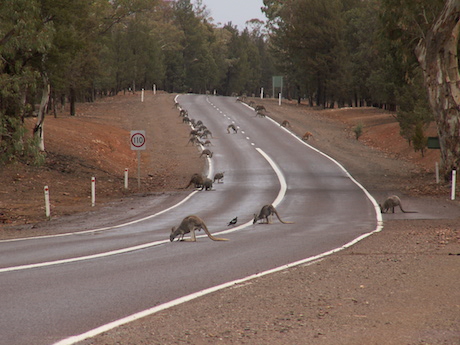 roadkill doctor