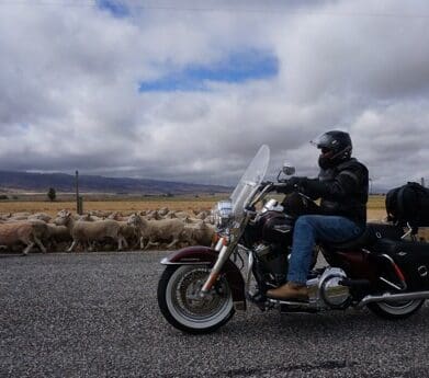Road King and sheep - castle
