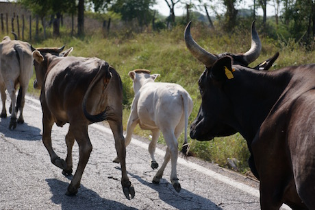 Adventure riding Mexico animals