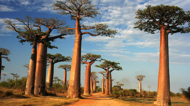 Madagascar baobabs