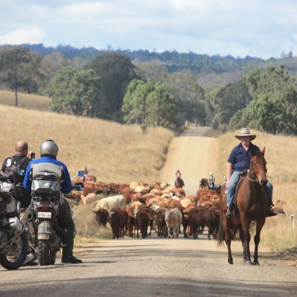 Roadkill fauna crash statistics horses