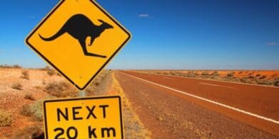 Kangaroo wildlife roadkill - animals
