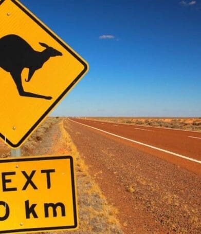 Kangaroo wildlife roadkill - animals