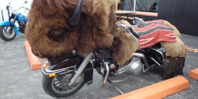 Riders used as political footballs motorcycles motorcycle Stiurgis Motorcycle Rally bison