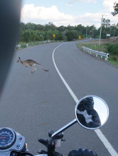 Roo kangaroo roadkill animals hazards