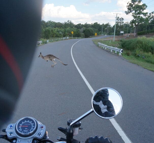 Roo kangaroo roadkill animals hazards