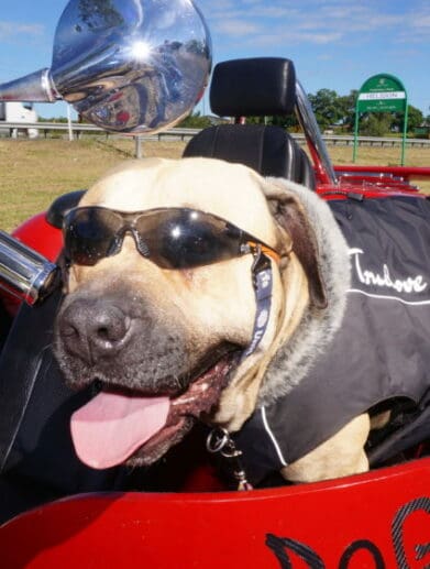 Tex the trike-riding dog