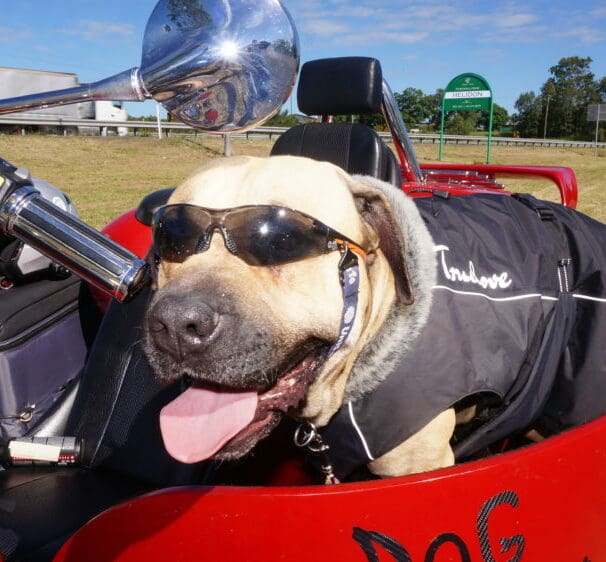 Tex the trike-riding dog