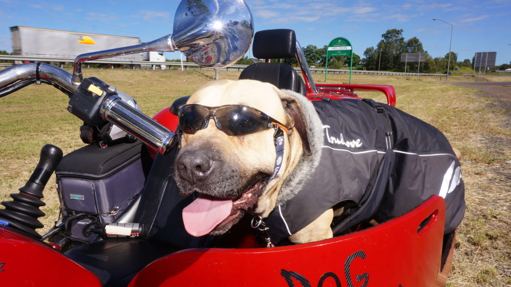 Tex the trike-riding dog