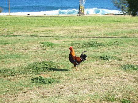 Hawaii Wild Chicken