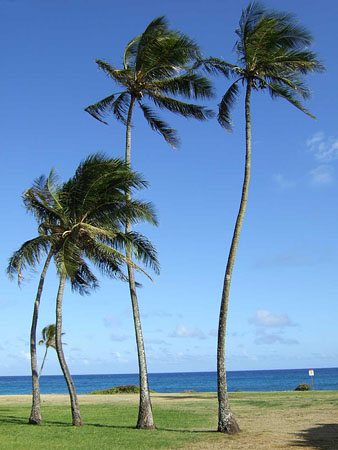 Palm trees