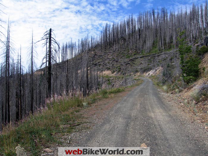 Trees Forest Fire