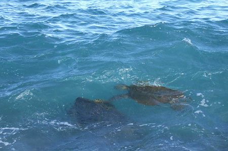 Sea Turtles in Kauai
