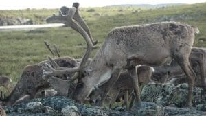 Bull Caribou
