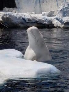 Beluga Wale