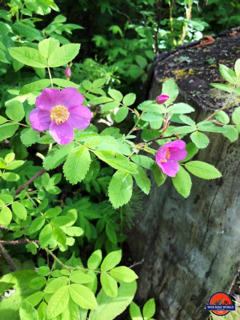 Wild roses growing at Liard Hot Springs.