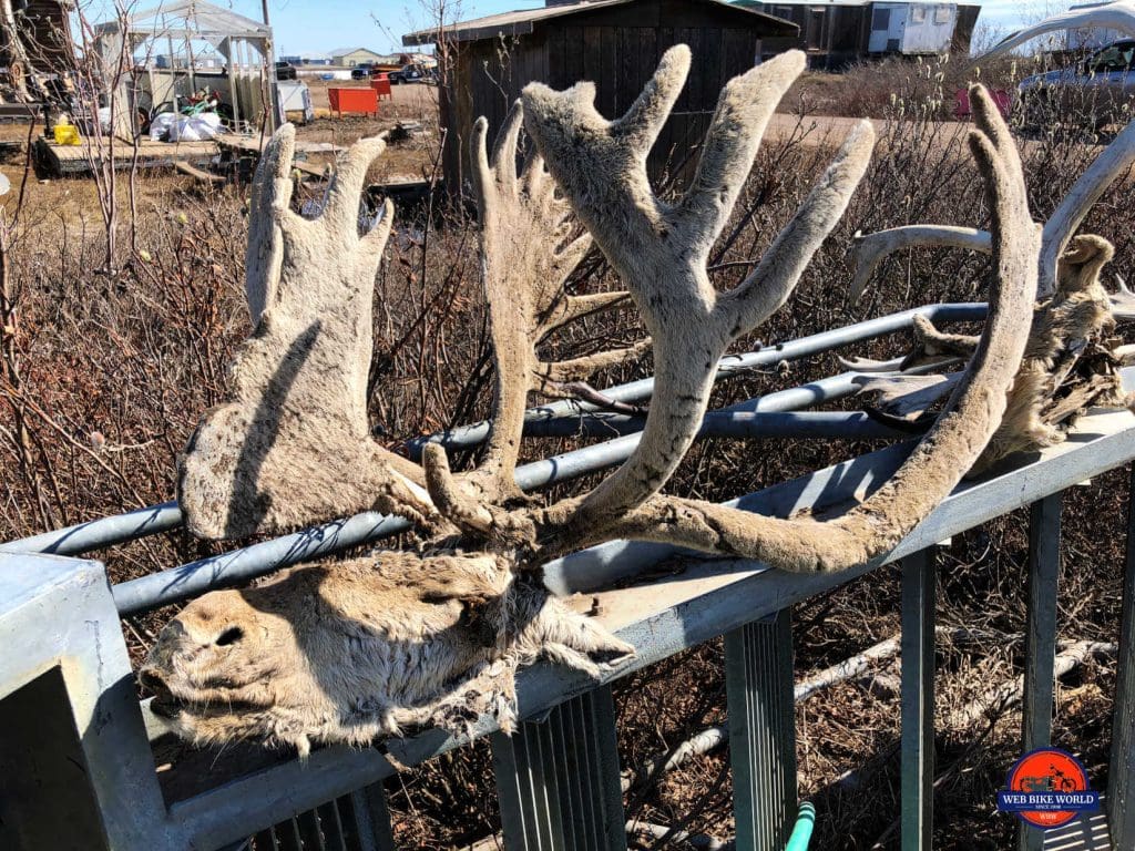 Caribou head complete with velvet antlers.