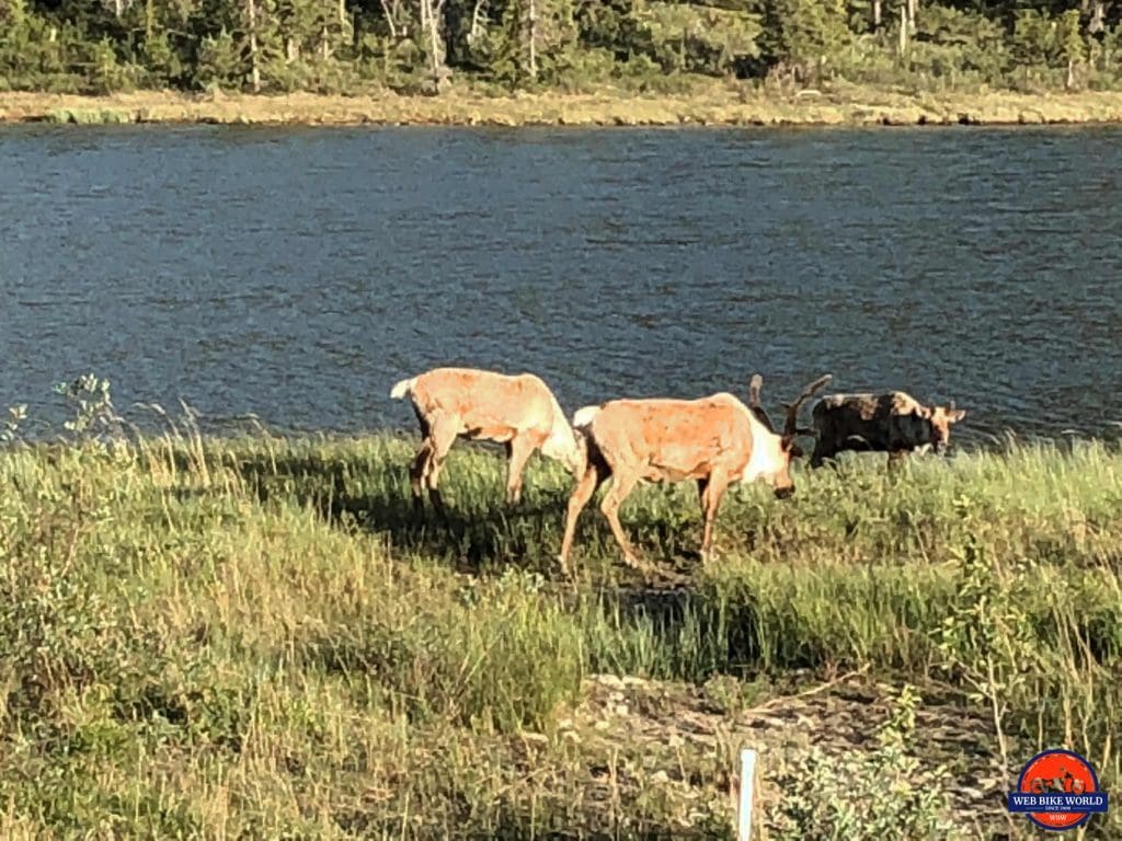 Caribou along the Alaska Highway.