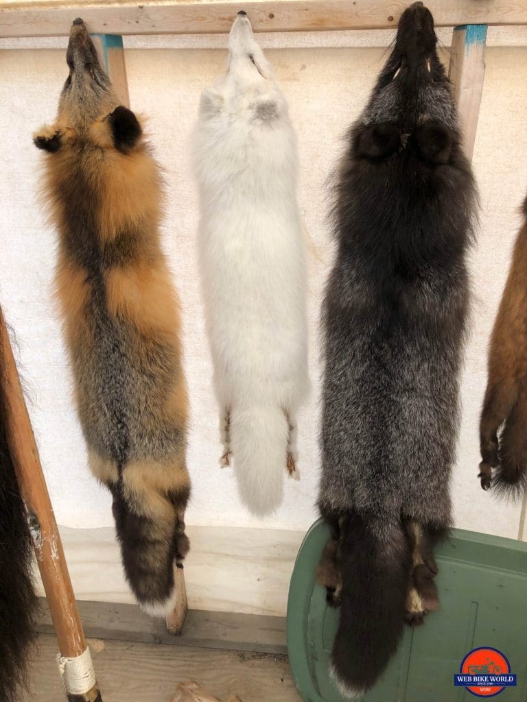 Arctic, Grey and Red fox furs in Tuktoyaktuk.