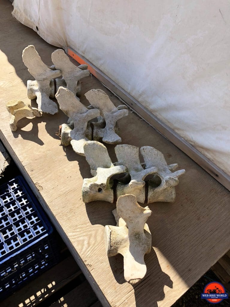 Beluga vertebrae in Tuk.
