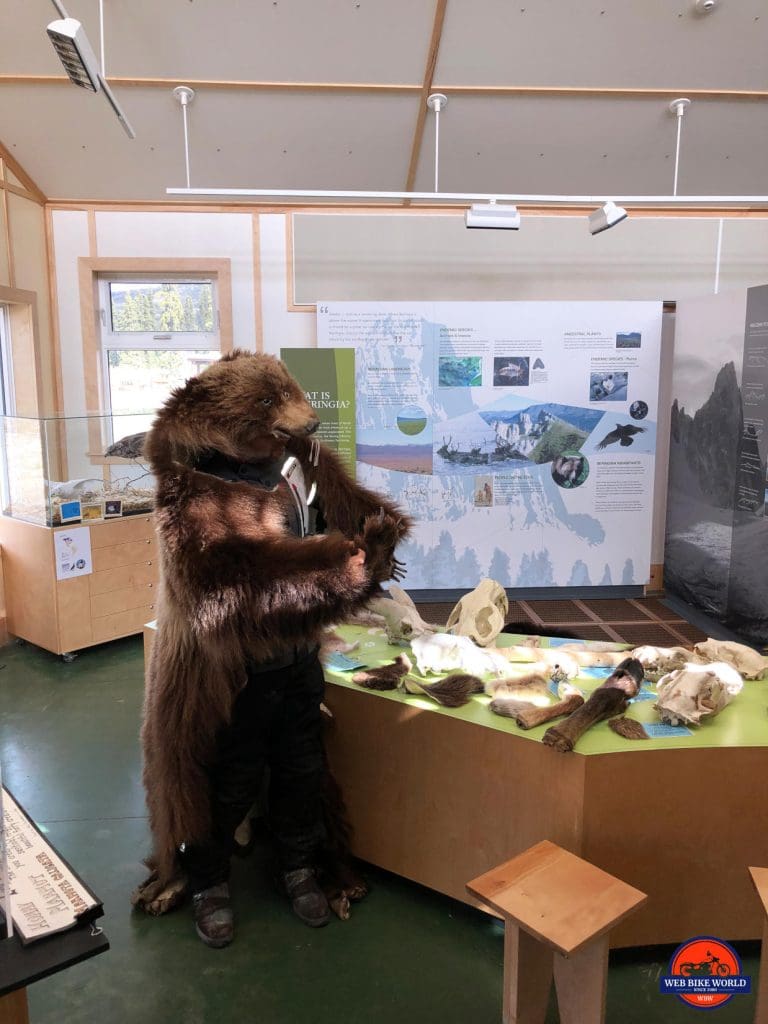 A friendly grizzly bear at the Tombstone Park Interpretive Centre on the Dempster Highway.