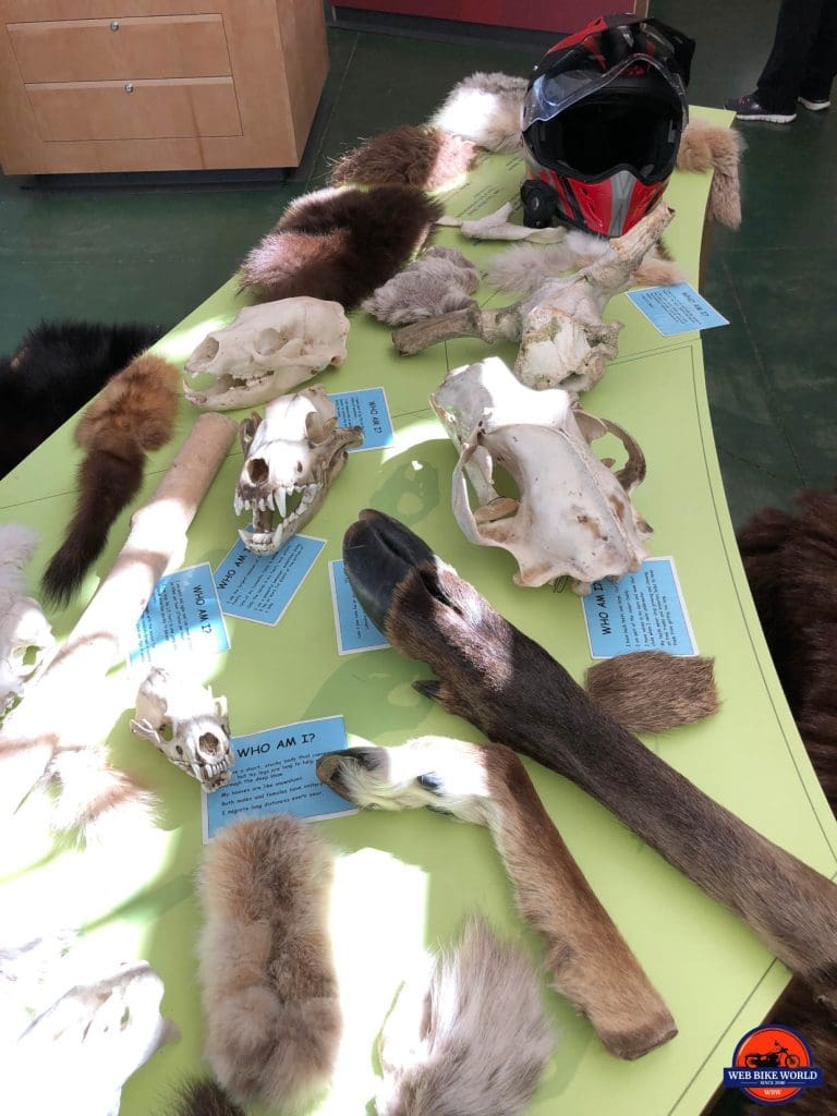 An interactive display of animal parts at the Tombstone Park Interpretive Centre on the Dempster Highway