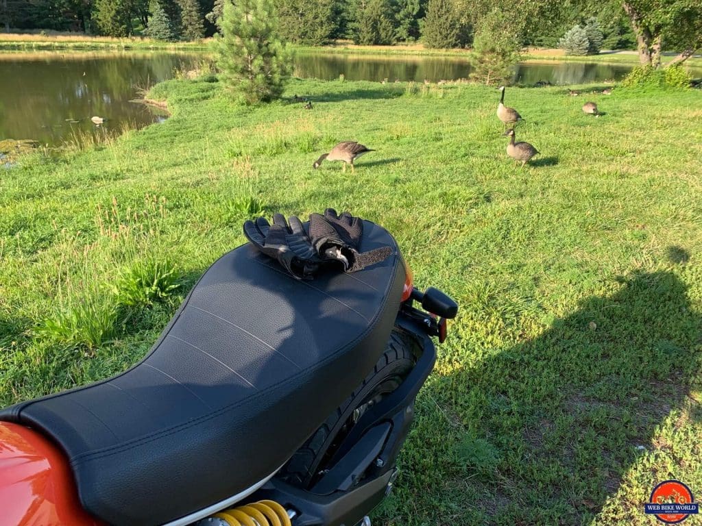 2019 Ducati Scrambler Icon being admired by the local wildlife