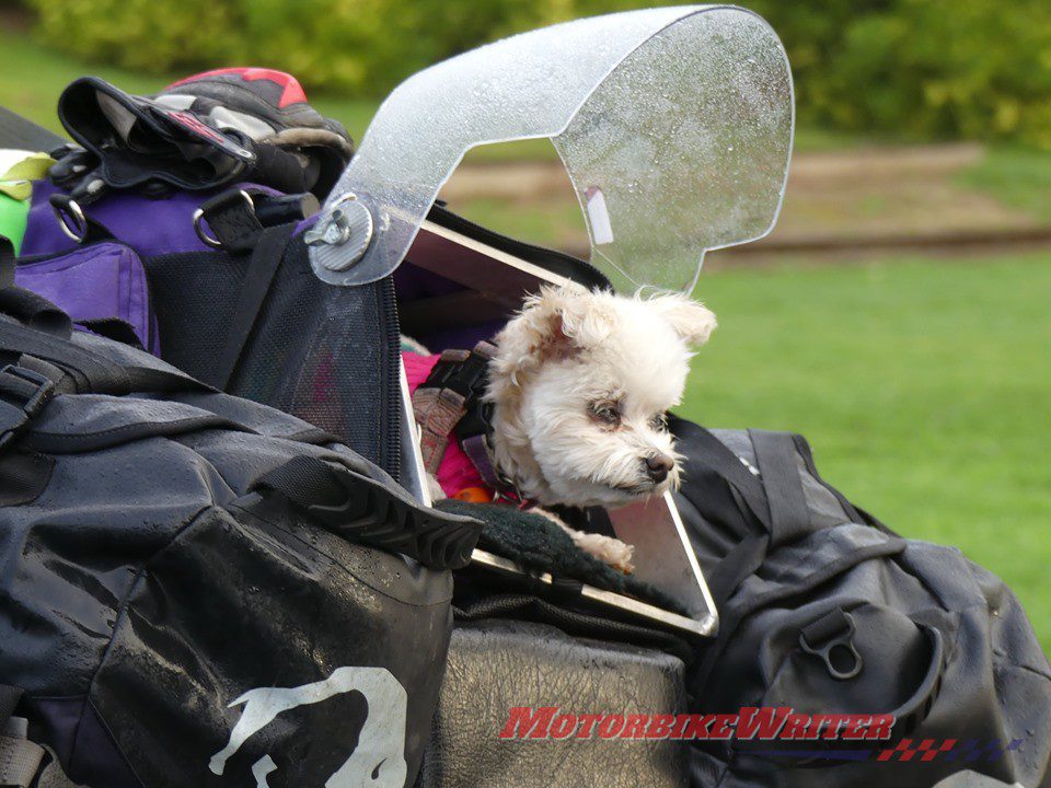 Black Dog Ride, depression, dementia, mental illness, suicide, motorcycles, charity