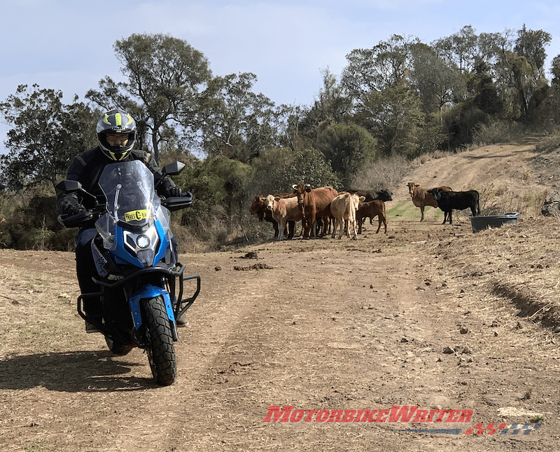 Roadkill cows cattle CFMoto 650MT adventure