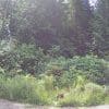 Porcupine running off into cover on the side of the road.