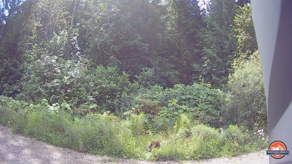 Porcupine running off into cover on the side of the road.