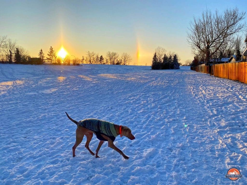 My dog playing at the park in Airdrie, Alberta, Canada.