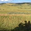 The shadow of a motorcycle with riders on the grass near Longview, Alberta.