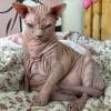 Xherdan the sphynx cat.