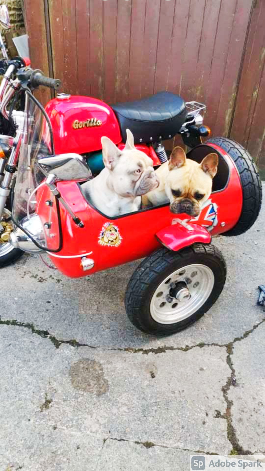 Bruce and Ted, two French bulldogs enjoying Ken Cross's new sidecar project