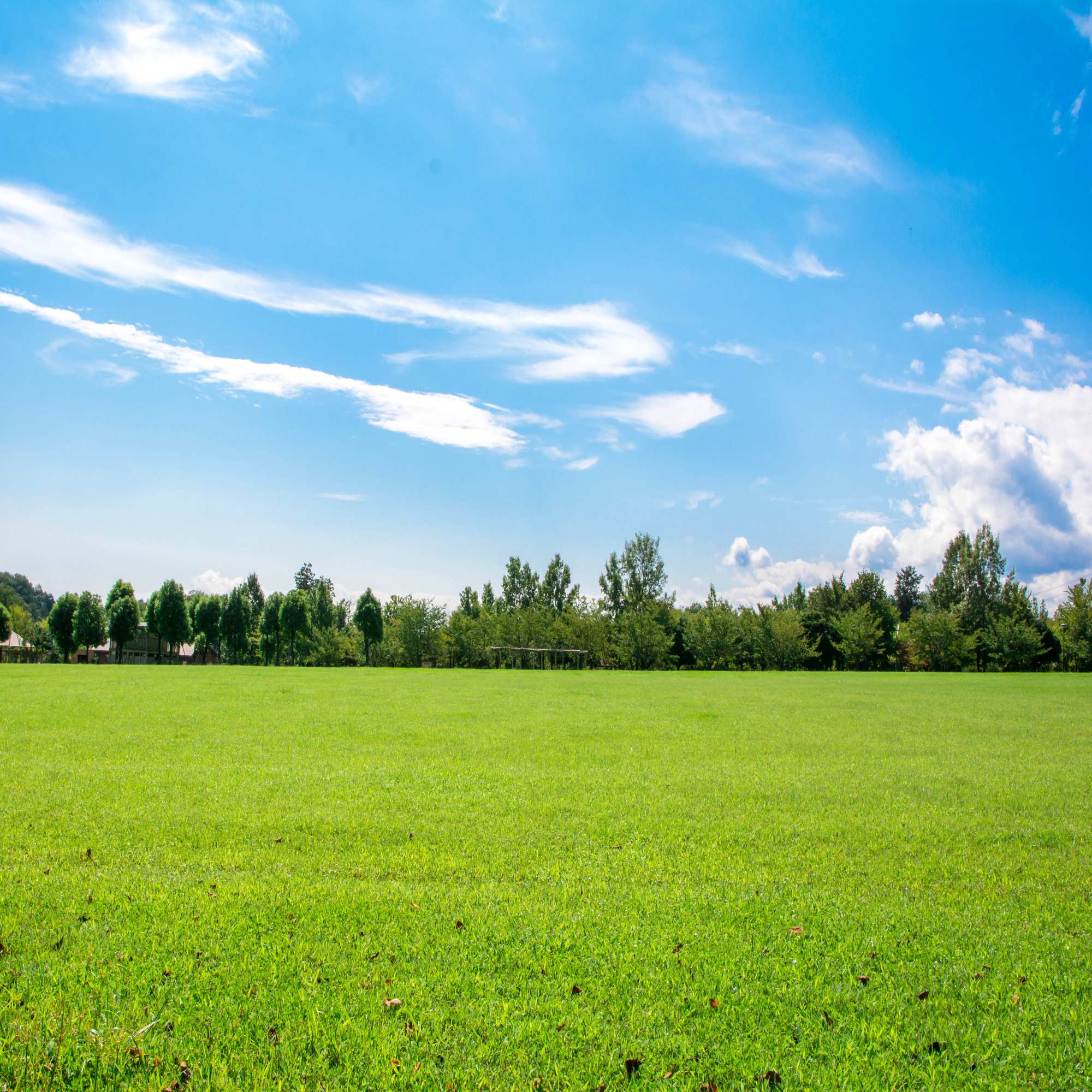 An empty grassy field with trees in the distances and a blue sky with clouds