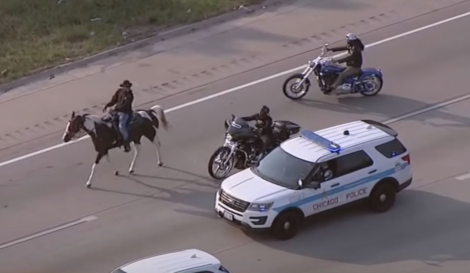 a view of a horse rider sharing the road with cars and bikers