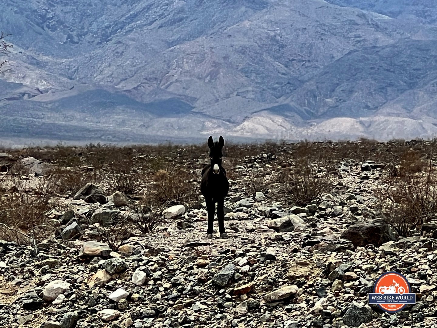 A wild donkey out in the desert.