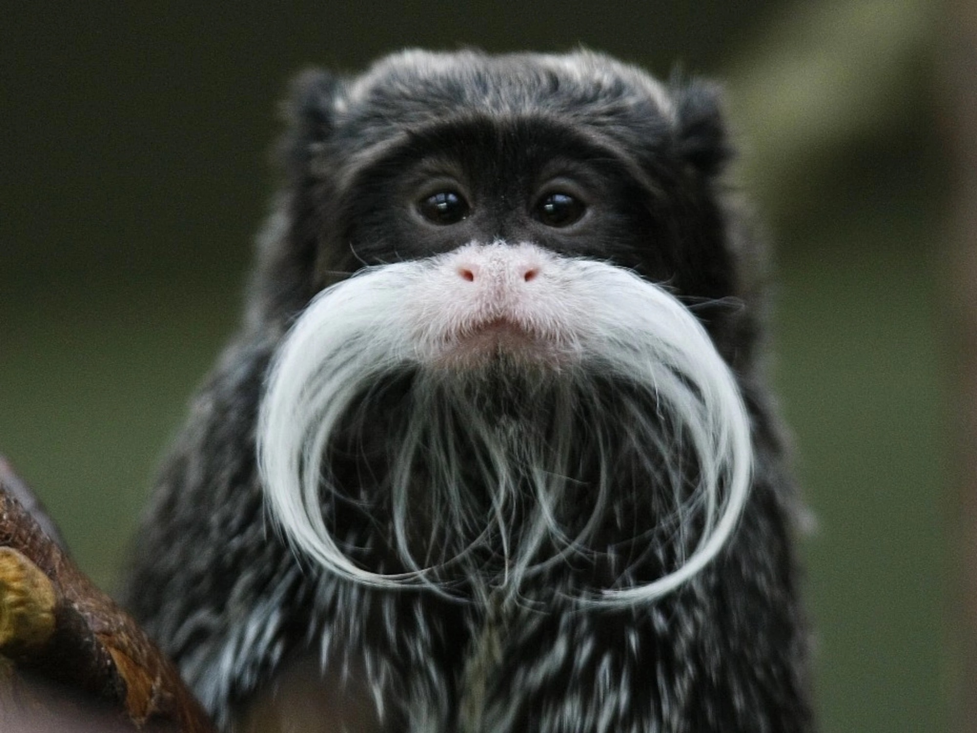 An emperor tamarin is seen at the zoo in Stuttgart, Germany, in 2010. Media sourced from the National Geographic, all rights reserved.