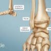 Diagram showing ankle bones