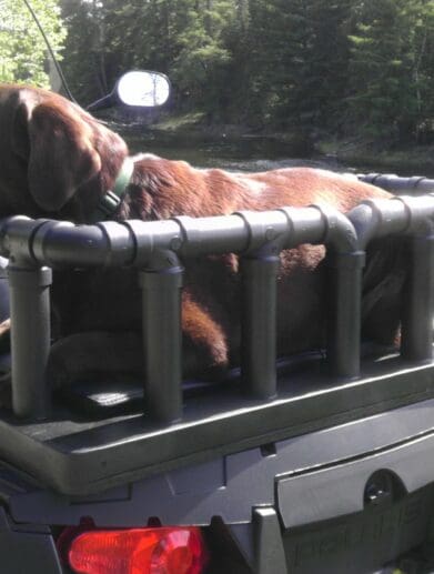 Image of a black lab riding on the back of an ATV in a dog carrier