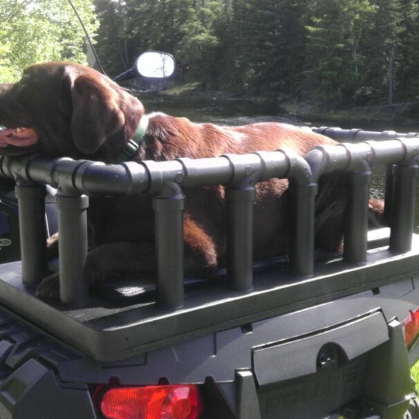 Image of a black lab riding on the back of an ATV in a dog carrier