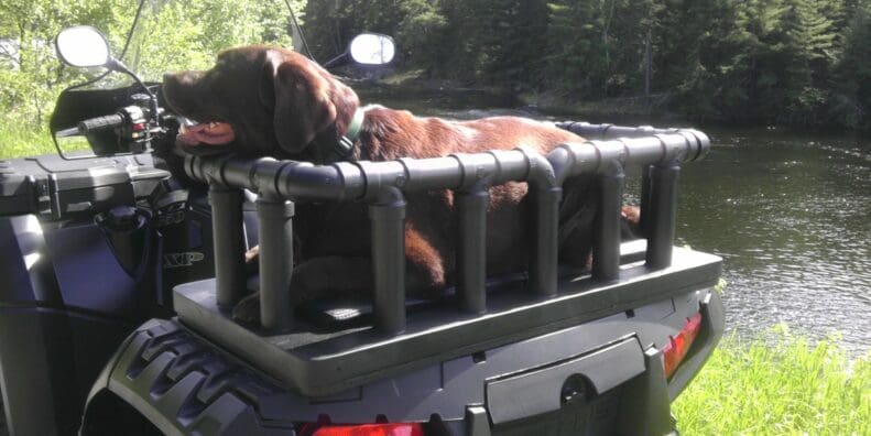 Image of a black lab riding on the back of an ATV in a dog carrier