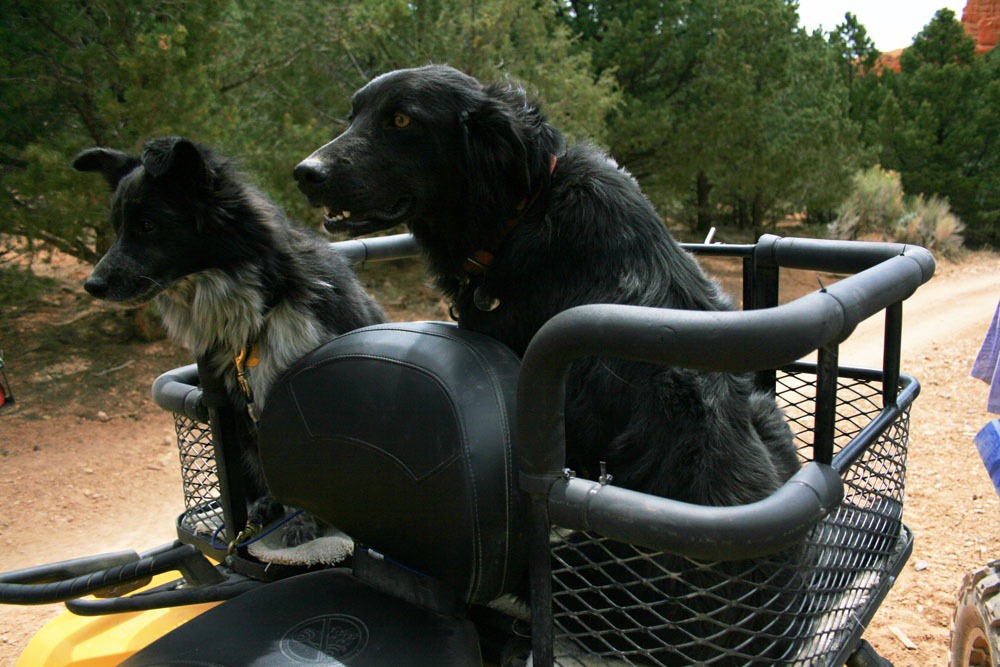 Motorcycle Dog Carrier for Sharing the Ride with Your Big Dog